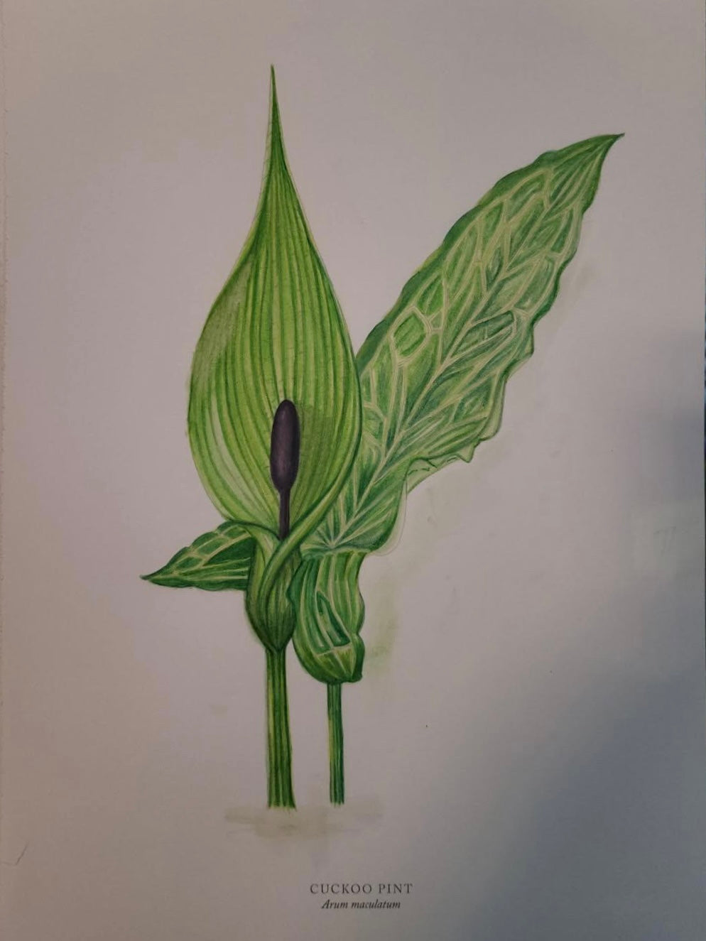 Arum Maculatum