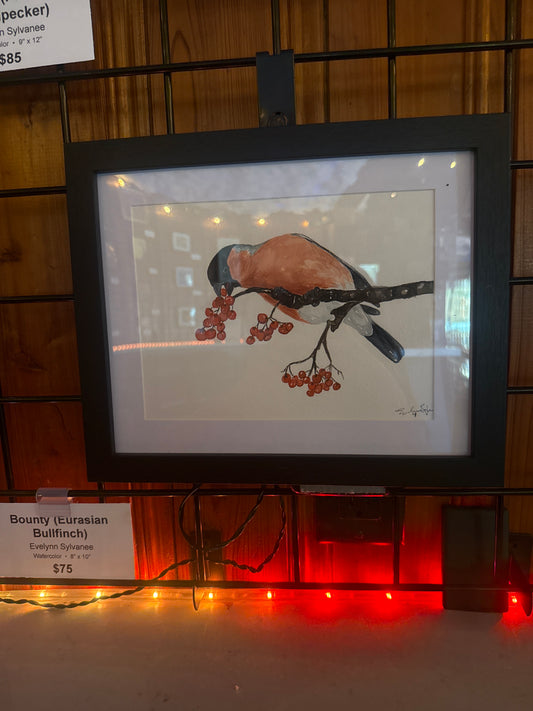 Bounty (Eurasian Bullfinch)