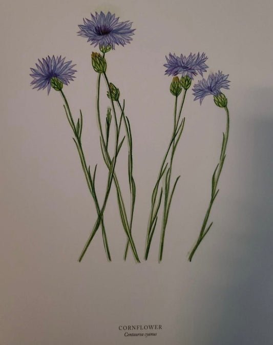 Centaurea Cyanus