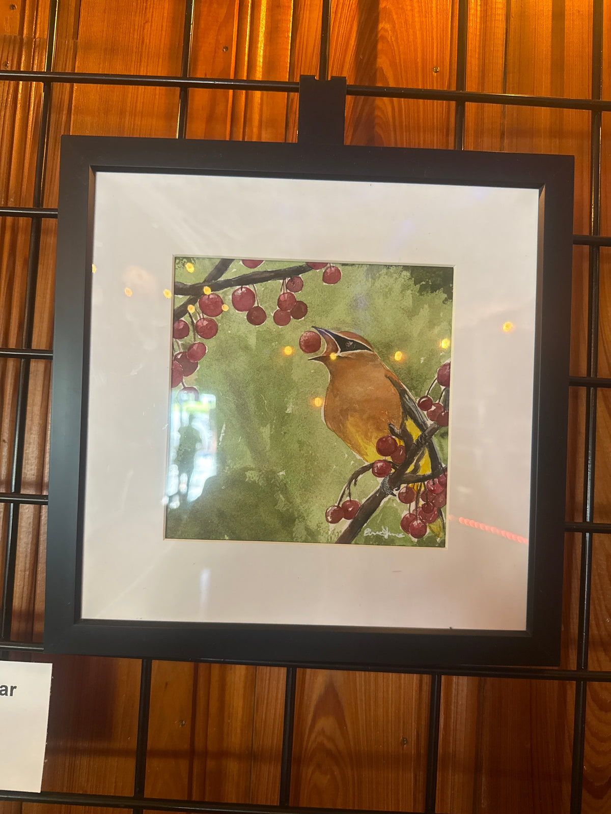 Contented (Cedar Waxwing)