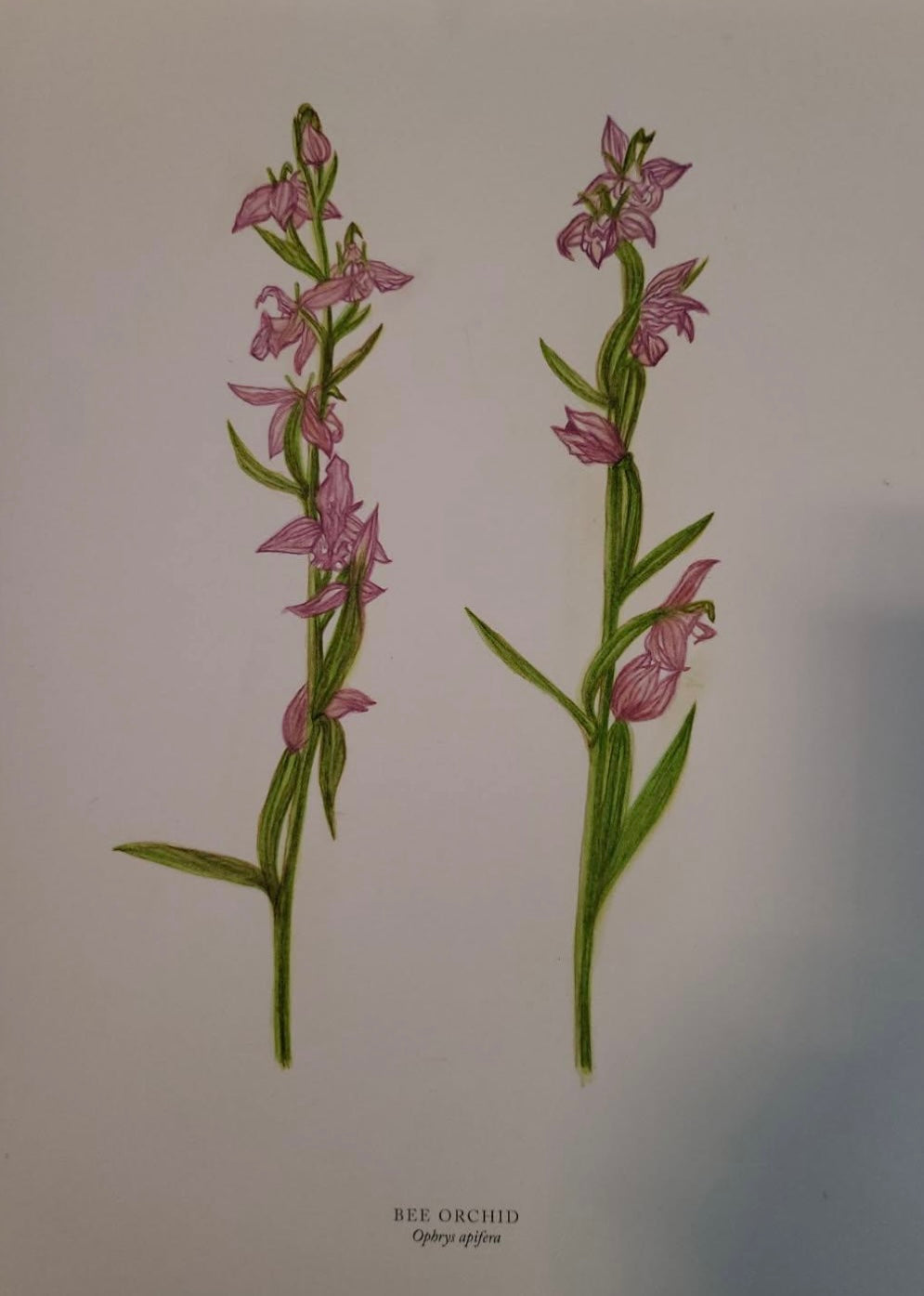 Ophrys Apifera