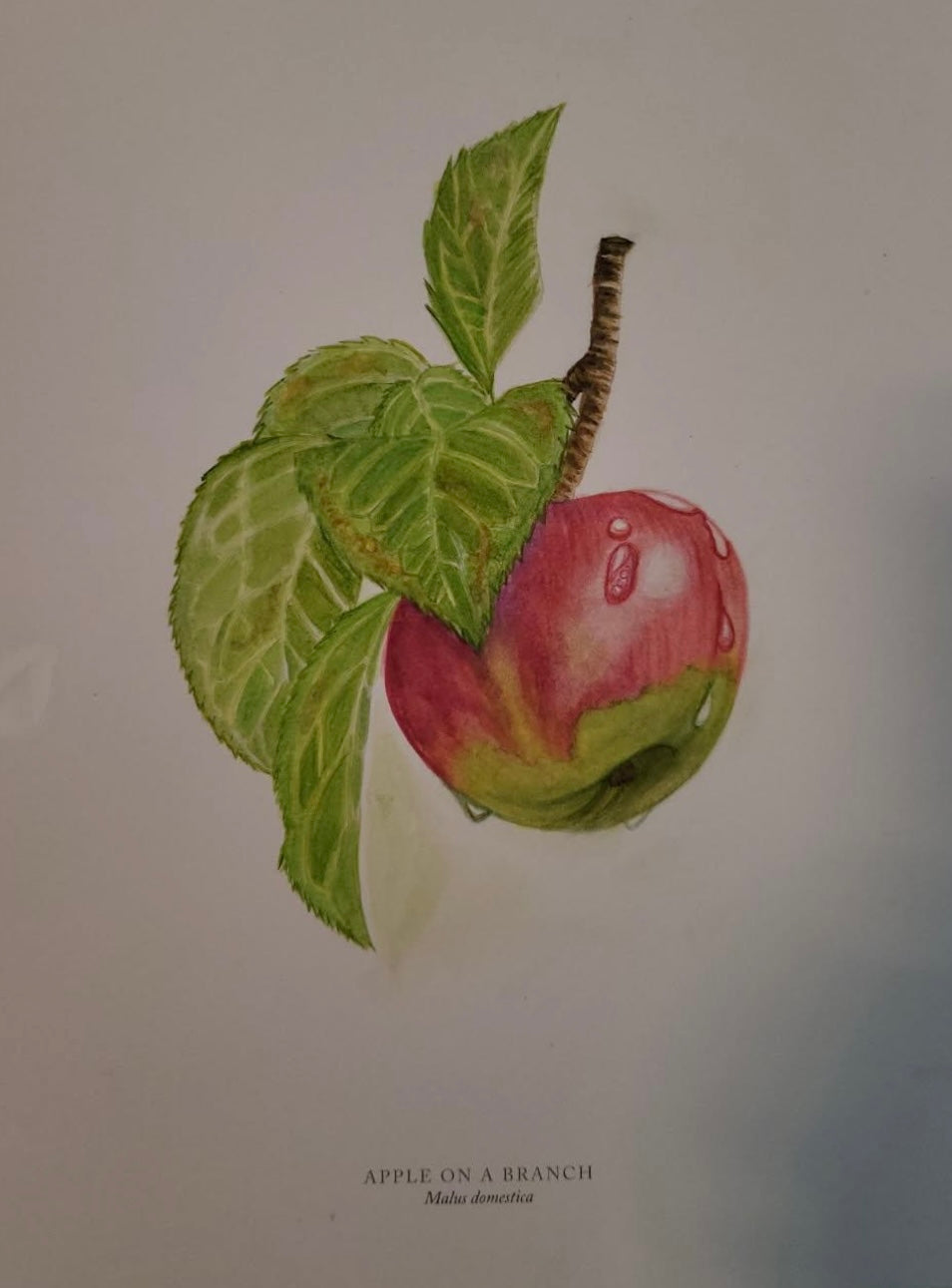 Malus Domestica