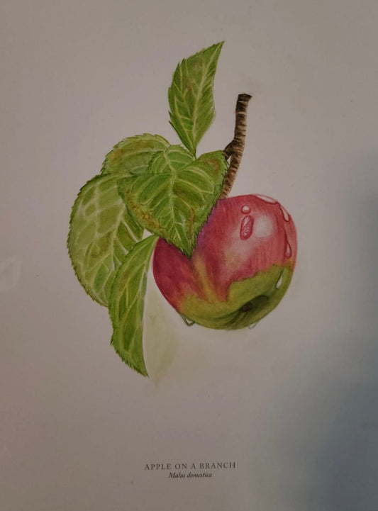 Malus Domestica