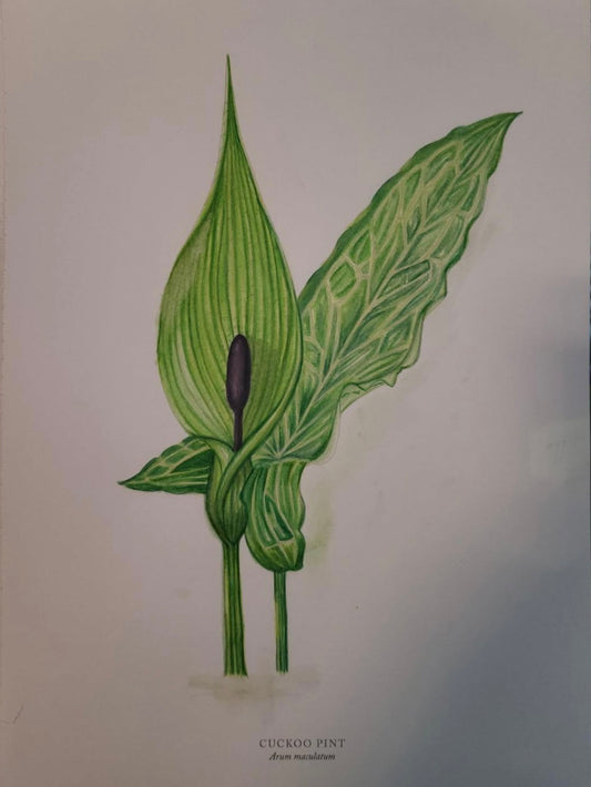 Arum Maculatum